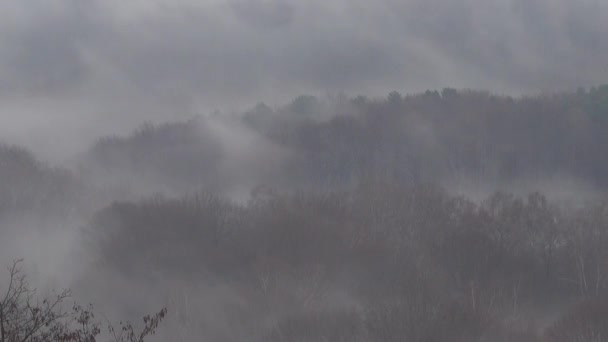 Φθινόπωρο Ομίχλη Πάνω Από Δάσος — Αρχείο Βίντεο