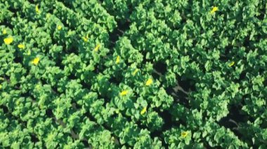 Ayçiçeği tarlasının üzerinde uçan bir dron görüntüsü. Kırsal tarım arazisi.