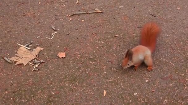 Squirrel Autumn Park — Stock Video