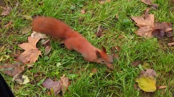 秋の公園でリス リスにナッツを与えます リスはその足にナッツを持っている — ストック動画