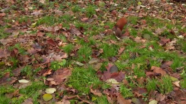 Écureuil Dans Parc Automne Mouvement Lent — Video