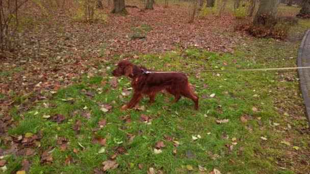 Setter Dog Voor Een Wandeling Het Herfstpark — Stockvideo