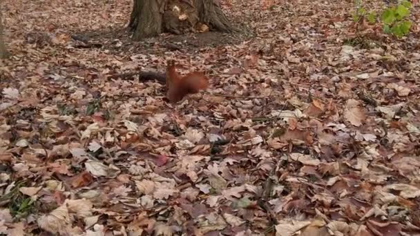 Sonbahar Parkındaki Sincap Yavaş Çekim — Stok video