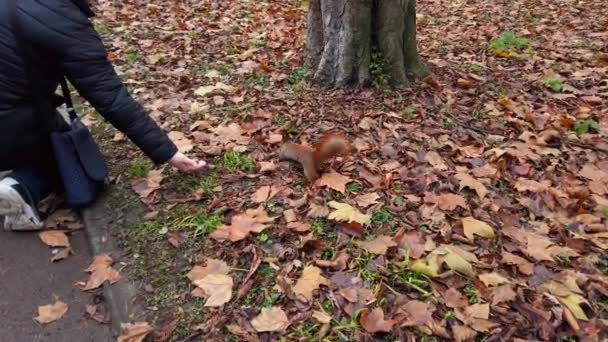 Ardilla Parque Otoño Alimentar Las Ardillas Con Nueces — Vídeos de Stock