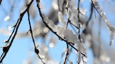 Ağaçların dallarında ve çalılarda kar ve kar taneleri güneş ışınlarının arka planına karşı. Kışın çekim..