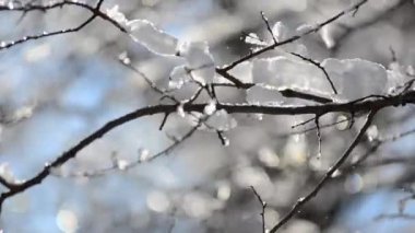 Ağaçların dallarında ve çalılarda kar ve kar taneleri güneş ışınlarının arka planına karşı. Kışın çekim..