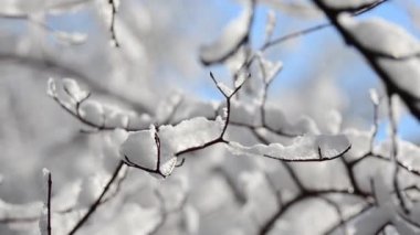Ağaçların dallarında ve çalılarda kar ve kar taneleri güneş ışınlarının arka planına karşı. Kışın çekim..