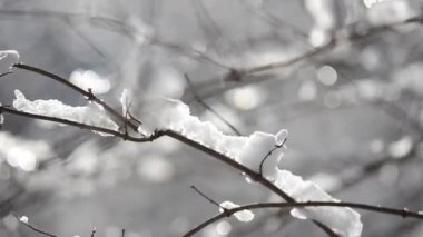 Ağaçların dallarında ve çalılarda kar ve kar taneleri güneş ışınlarının arka planına karşı. Kışın çekim..