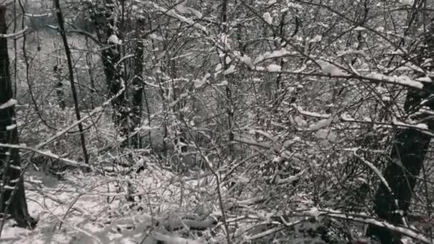 Nieve Copos Nieve Las Ramas Árboles Arbustos Contra Telón Fondo — Vídeo de stock