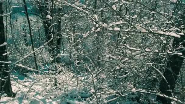 Sneeuw Sneeuwvlokken Takken Van Bomen Struiken Tegen Achtergrond Van Zonnestralen — Stockvideo