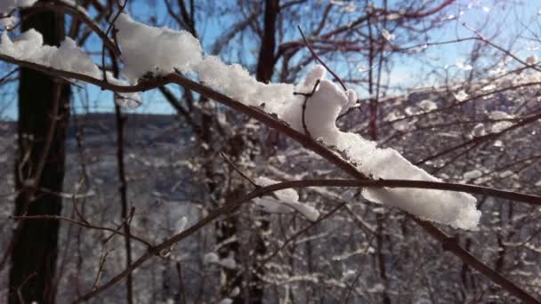 Sneeuw Sneeuwvlokken Takken Van Bomen Struiken Tegen Achtergrond Van Zonnestralen — Stockvideo