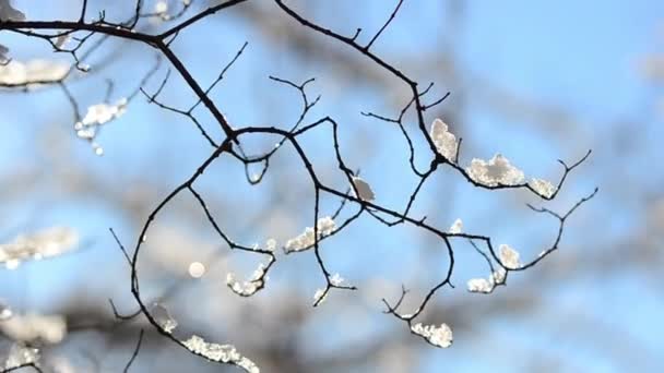 Sneeuw Sneeuwvlokken Takken Van Bomen Struiken Tegen Achtergrond Van Zonnestralen — Stockvideo