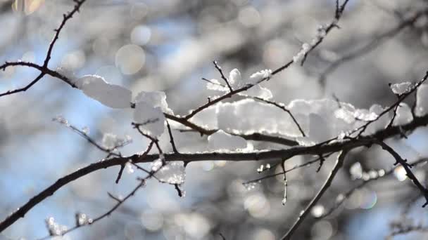 Nieve Copos Nieve Las Ramas Árboles Arbustos Contra Telón Fondo — Vídeo de stock