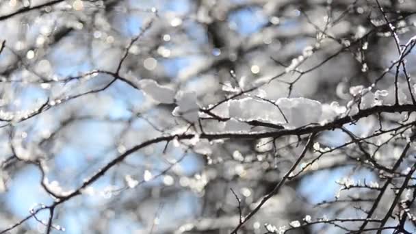 Снег Снежинки Ветвях Деревьев Кустарников Фоне Солнечных Лучей Стрельба Зимой — стоковое видео