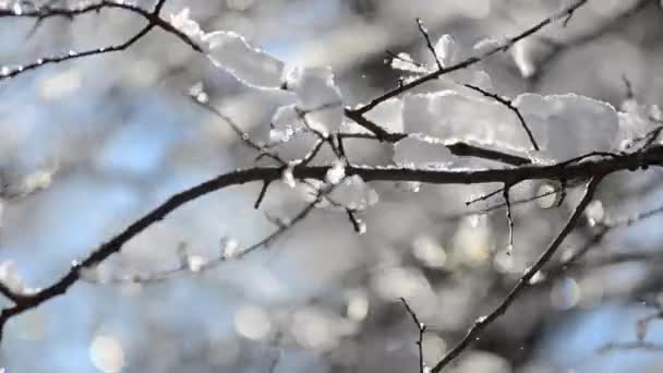 Snø Snøfnugg Greinene Trær Busker Mot Bakteppet Solstrålene Skyting Vinteren – stockvideo