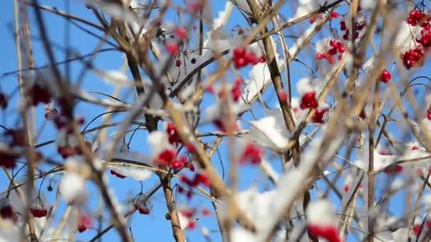 Rodnbär Täckta Med Snö Fotografering Vintern — Stockvideo