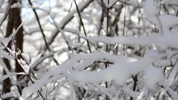 Nieve Copos Nieve Las Ramas Árboles Arbustos Contra Telón Fondo — Vídeo de stock