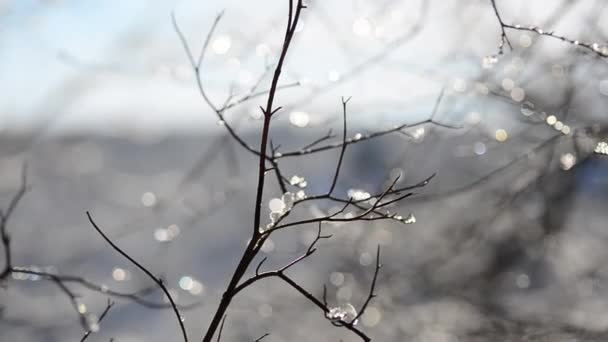 Снег Снежинки Ветвях Деревьев Кустарников Фоне Солнечных Лучей Стрельба Зимой — стоковое видео