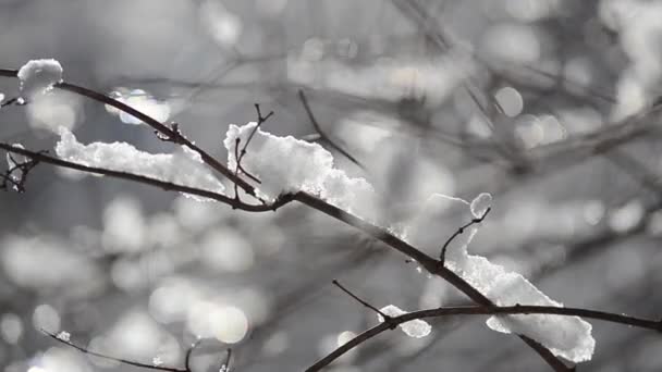 Lumi Lumihiutaleet Oksat Puiden Pensaiden Taustaa Vasten Auringon Säteet Ammunta — kuvapankkivideo