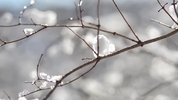 광선을 배경으로 가지와 관목에는 눈송이가 겨울에 촬영하는 — 비디오