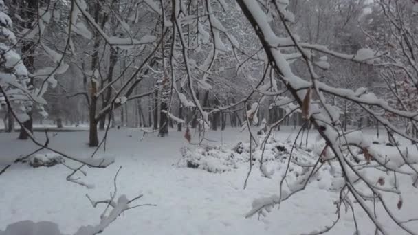 Χειμερινό Πάρκο Κατά Διάρκεια Χιονοθύελλας — Αρχείο Βίντεο