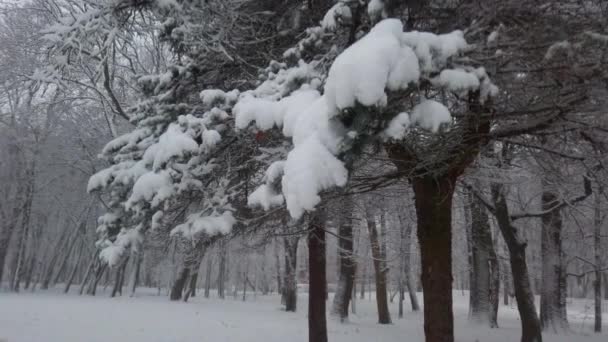 Kar Fırtınası Sırasında Kış Parkı — Stok video