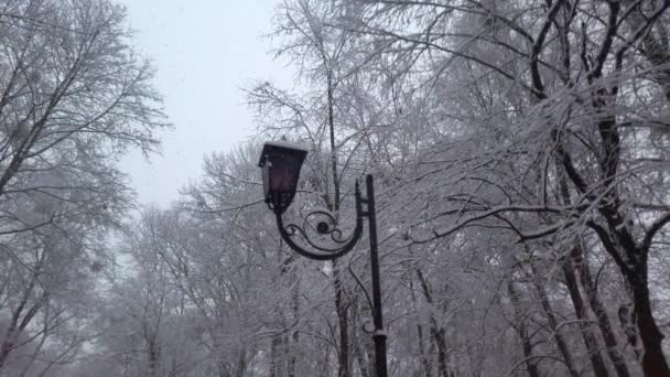 Parque Inverno Durante Uma Nevasca — Vídeo de Stock