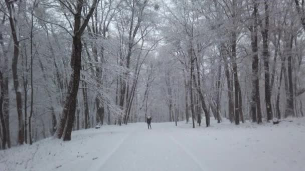 Parque Inverno Durante Uma Nevasca — Vídeo de Stock