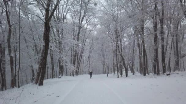 Vinterpark Snöstorm — Stockvideo