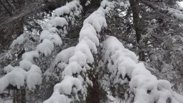 Schnee Fällt Von Einem Fichtenzweig Winterpark Während Eines Schneesturms — Stockvideo