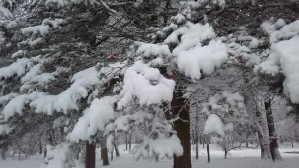 Śnieg Spada Gałęzi Świerku Zimowy Park Podczas Zamieci — Wideo stockowe
