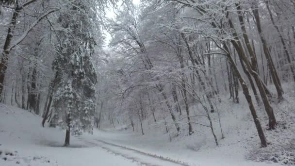 暴风雪期间的冬季公园 — 图库视频影像
