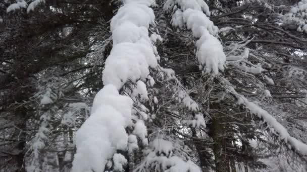 Neve Cai Ramo Abeto Parque Inverno Durante Uma Nevasca — Vídeo de Stock