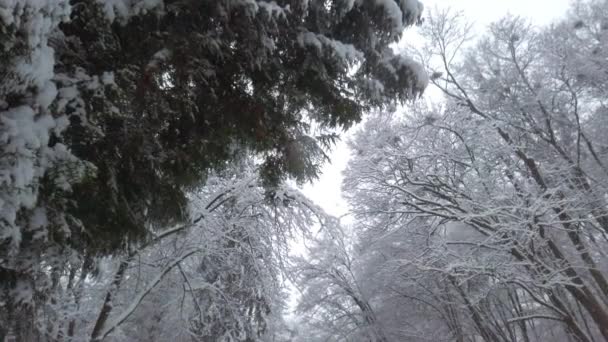 Winterpark Tijdens Een Sneeuwstorm — Stockvideo