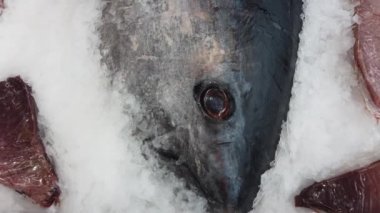 Buz üstünde Pasifik mavi yüzgeçli ton balığı..
