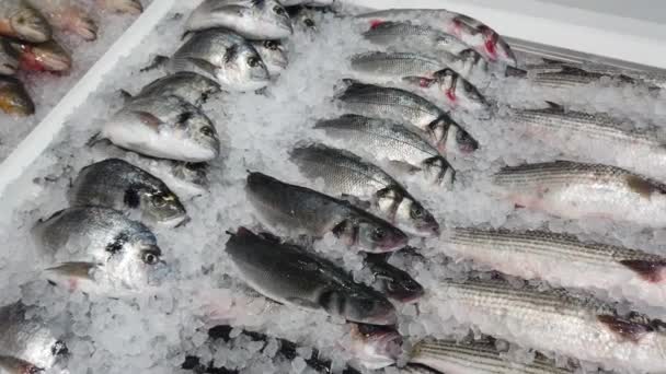冰上的新鲜海鱼 — 图库视频影像