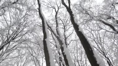 Kar fırtınası sırasında kış parkı.