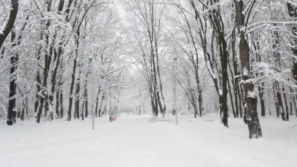 Winterpark Während Eines Schneesturms — Stockvideo