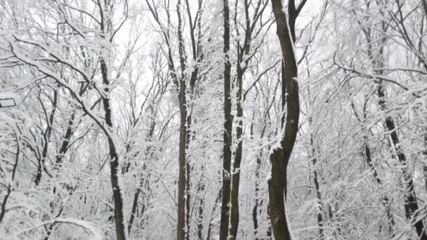吹雪の中の冬の公園 — ストック動画