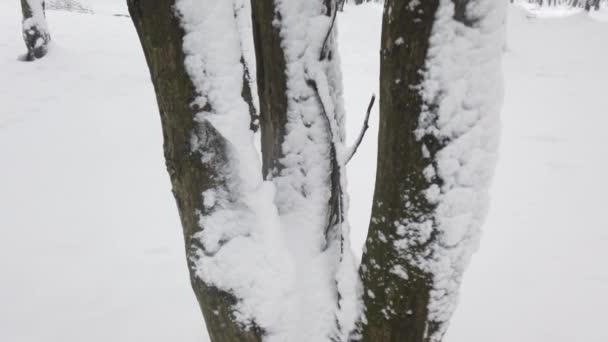 Parco Invernale Durante Una Bufera Neve — Video Stock