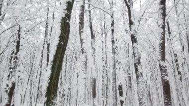 Kar fırtınası sırasında kış parkı.