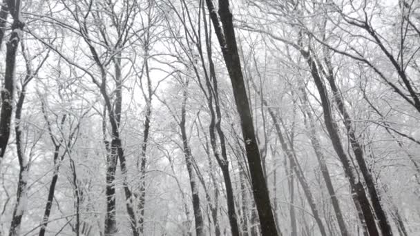 Parque Inverno Durante Uma Nevasca — Vídeo de Stock