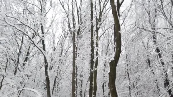 Parque Invierno Durante Una Ventisca — Vídeo de stock