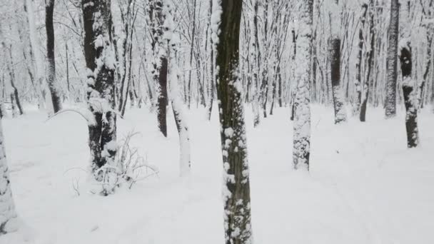 Parco Invernale Durante Una Bufera Neve — Video Stock