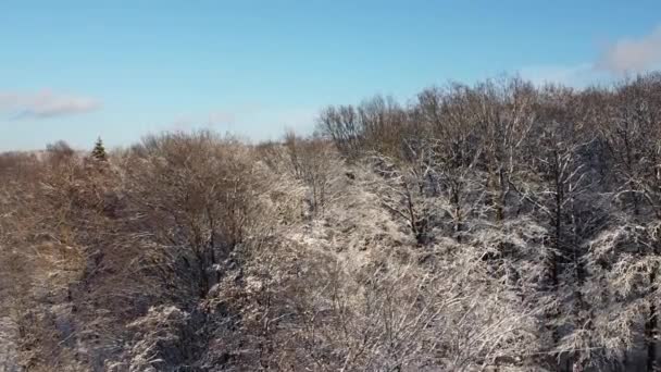 Luftaufnahme Einer Drohne Die Über Den Winterwald Fliegt — Stockvideo