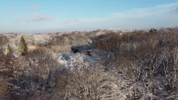 Aerial View Drone Flying Winter Forest — Stock Video