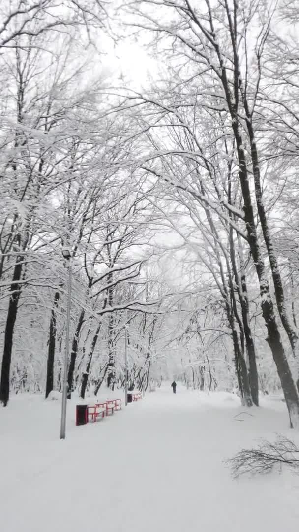 Parco Invernale Durante Una Bufera Neve Video Verticale — Video Stock