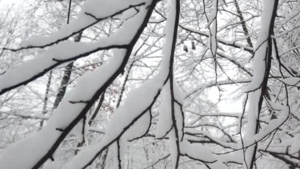 Zimowy Park Podczas Zamieci — Wideo stockowe