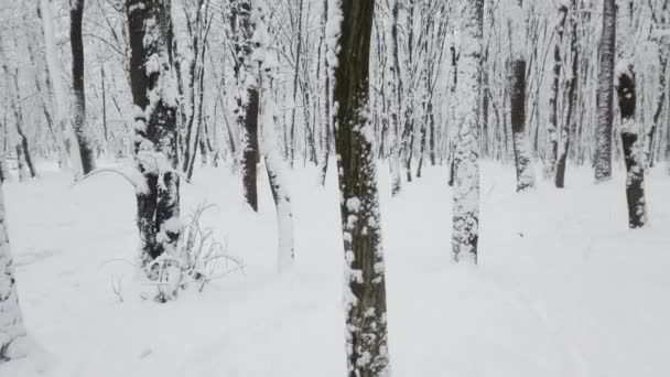 Winterpark Während Eines Schneesturms — Stockvideo