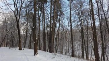 kar kaplı ağaçlar bir kış parkta.